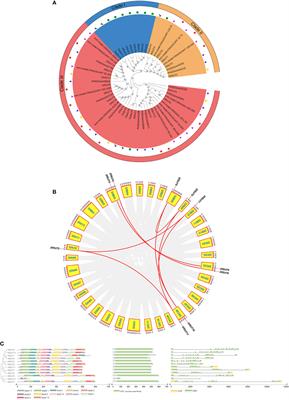 Genome-wide analysis and characterization of Dendrocalamus farinosus SUT gene family reveal DfSUT4 involvement in sucrose transportation in plants